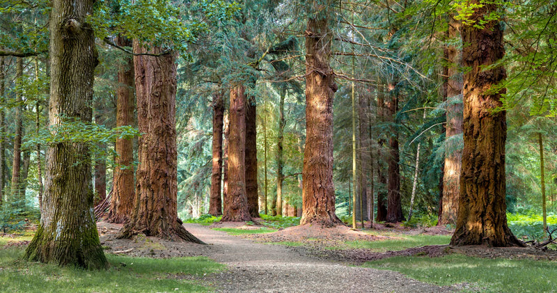 Oak Sourcing